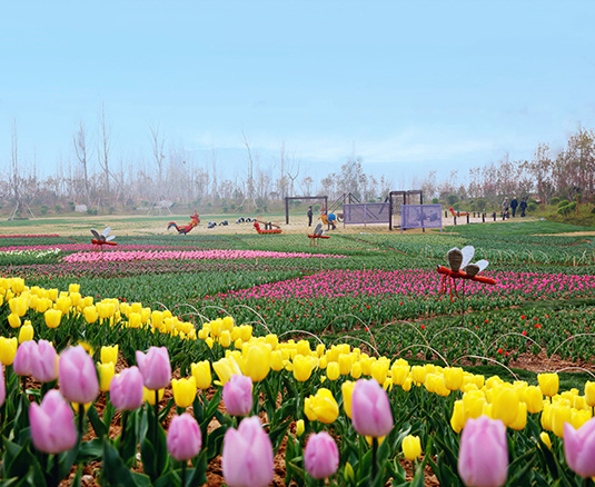 “韓城國際郁金香文化節(jié)”盛大開幕，就在今天！