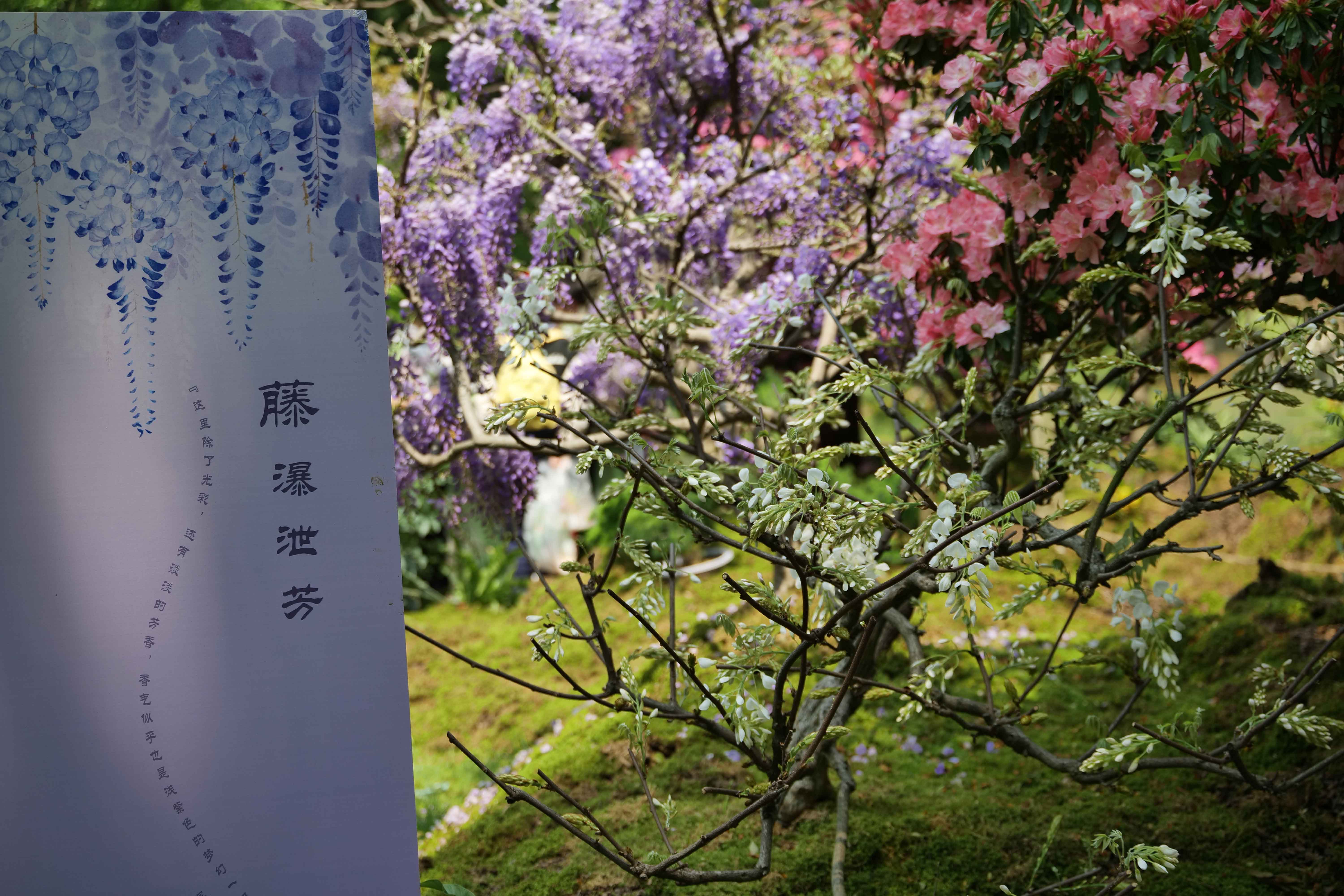 人文花展|太子灣公園花事新焦點，紫藤花開迎客，燦若云霞！