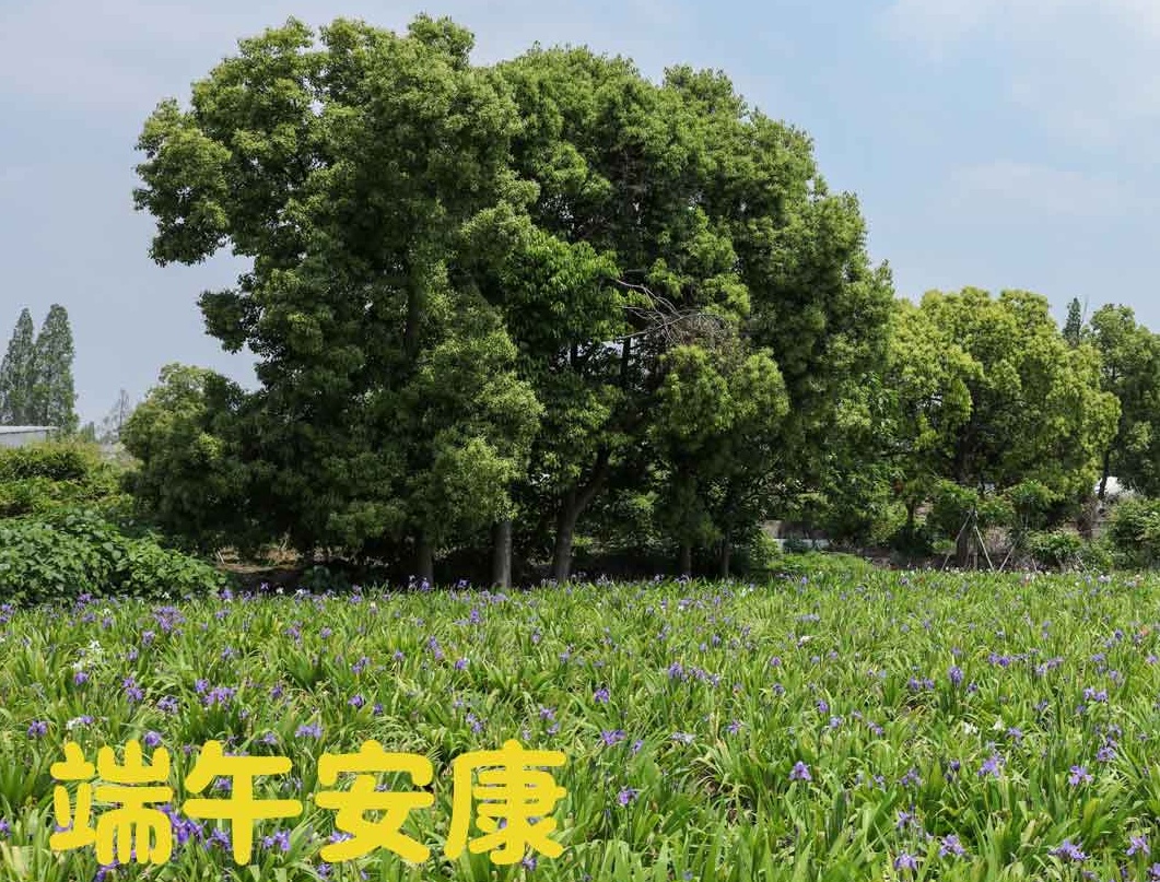 端午|粽夏之時(shí)，祝大家安康順意！