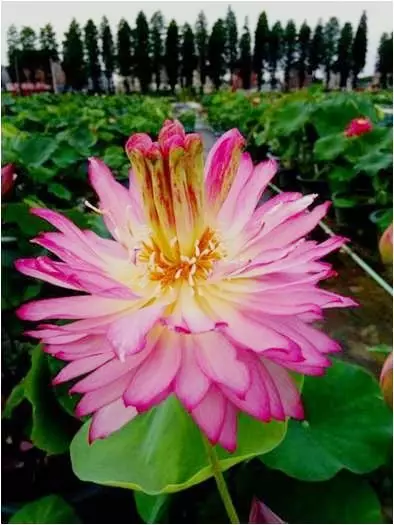 15108155811284061908.png QQ圖片20171116145459.png