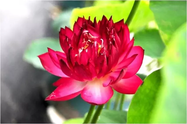 1510815700176086E61D.png QQ圖片20171116145554.png