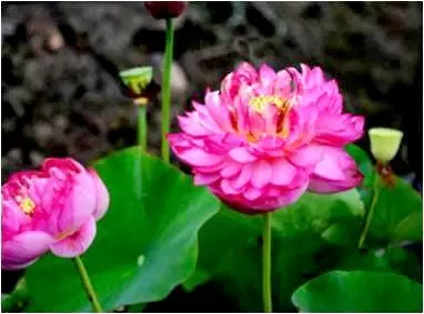 1510815756696211C815.png QQ圖片20171116145623.png