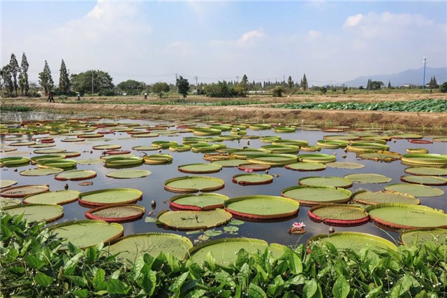 1539917750997175E6DC.jpg 9.jpg