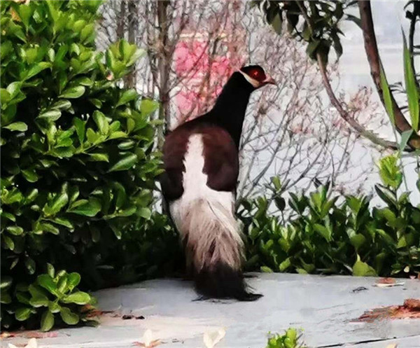 15573933967410937C4E.jpg 微信圖片_20190422153010.jpg