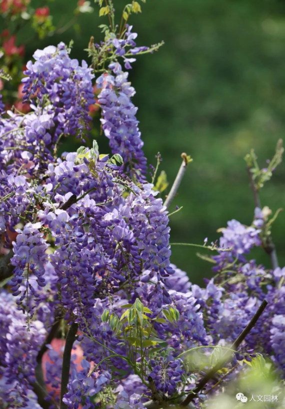 168318180112813176CA.png image.png